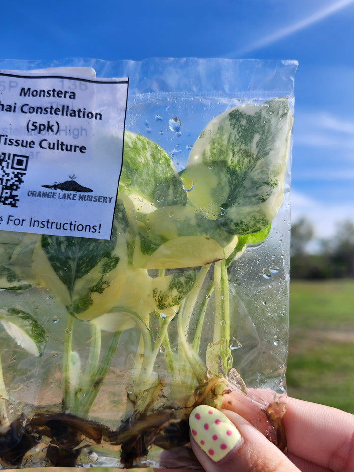 Monstera Thai Constellation Tissue Culture (5 Pack)