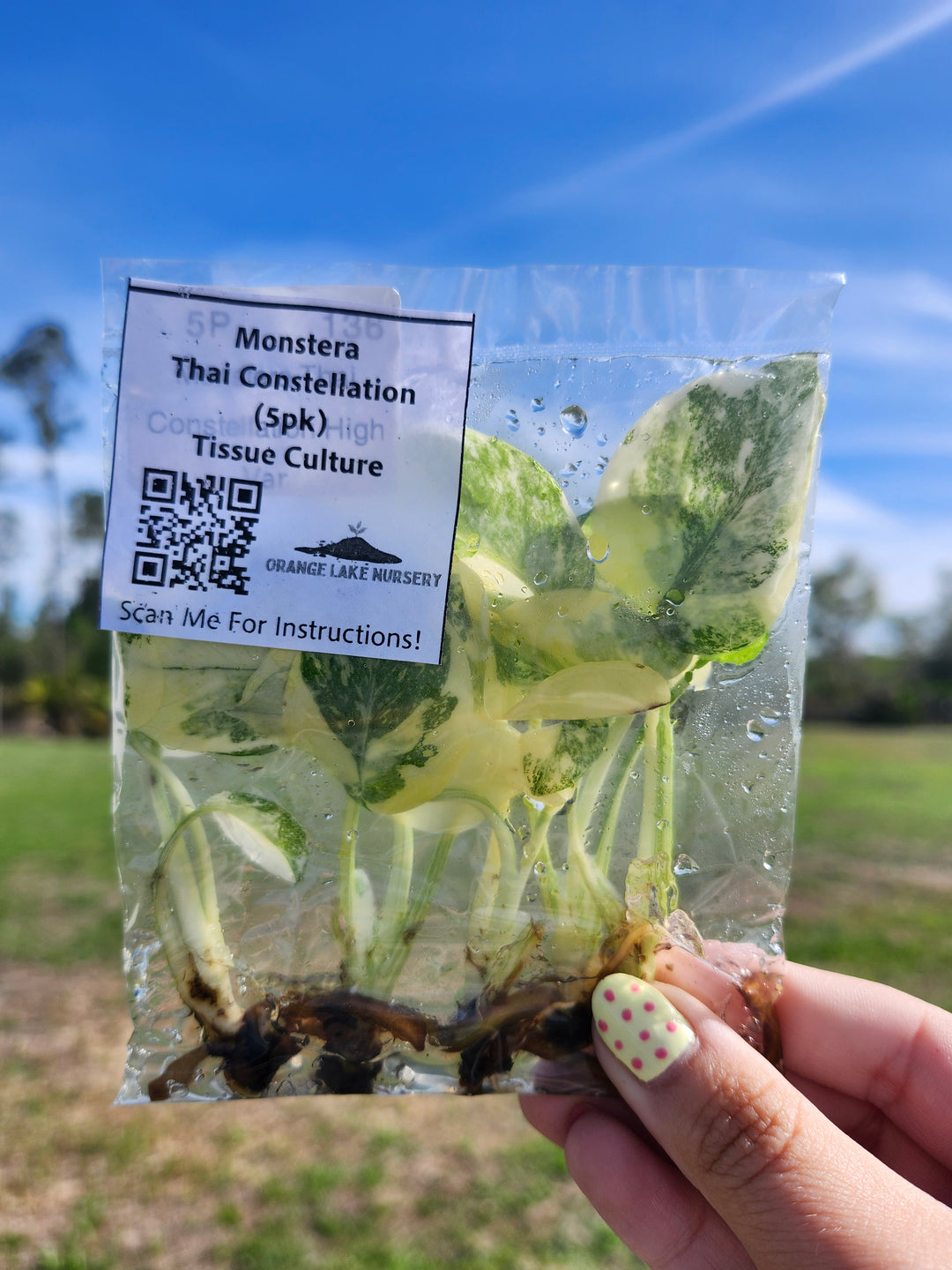 Monstera Thai Constellation Tissue Culture (5 Pack)
