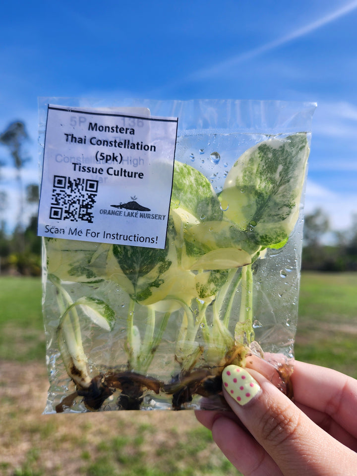 Monstera Thai Constellation Tissue Culture (5 Pack)