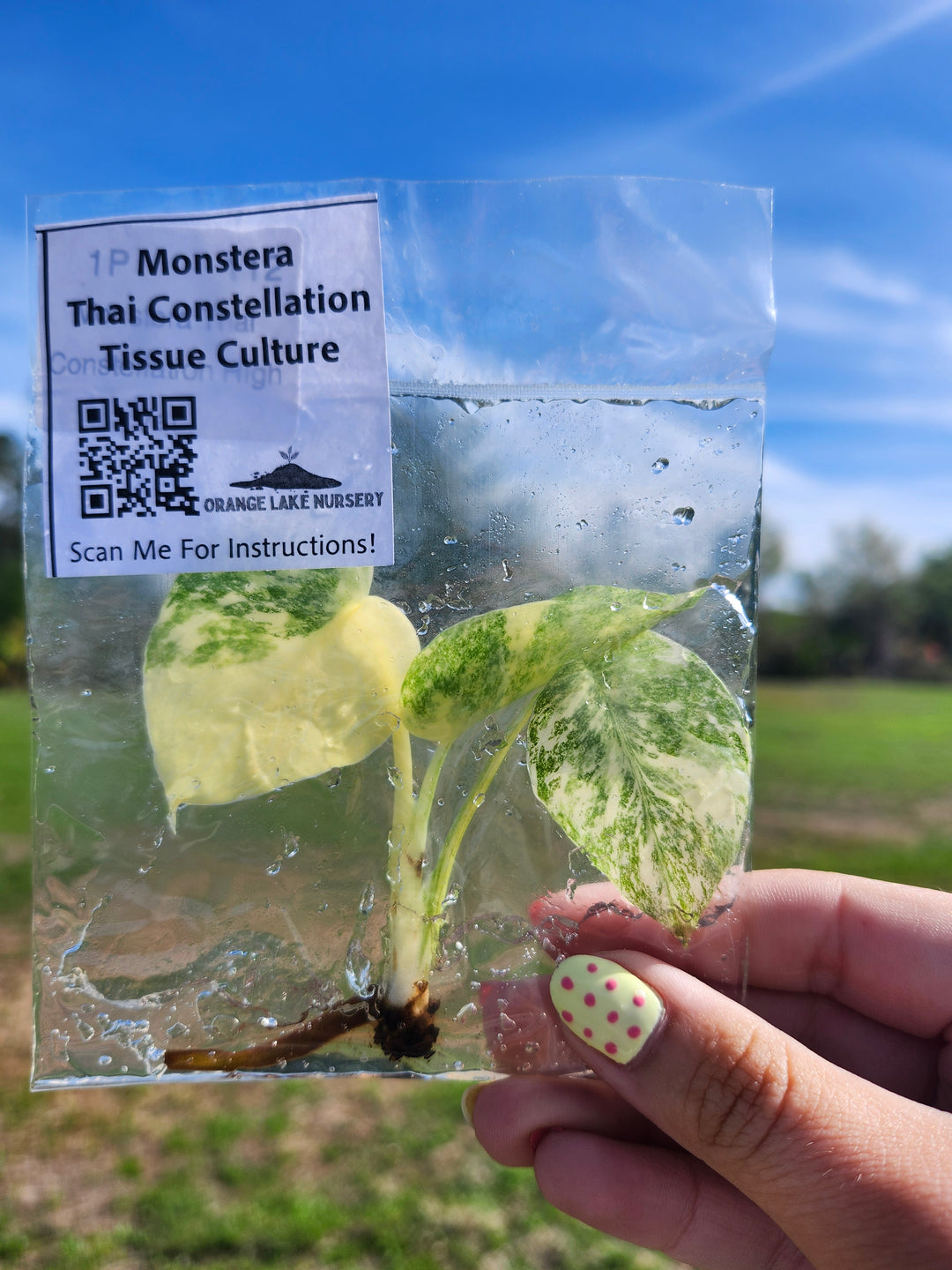 Monstera Thai Constellation Tissue Culture Single