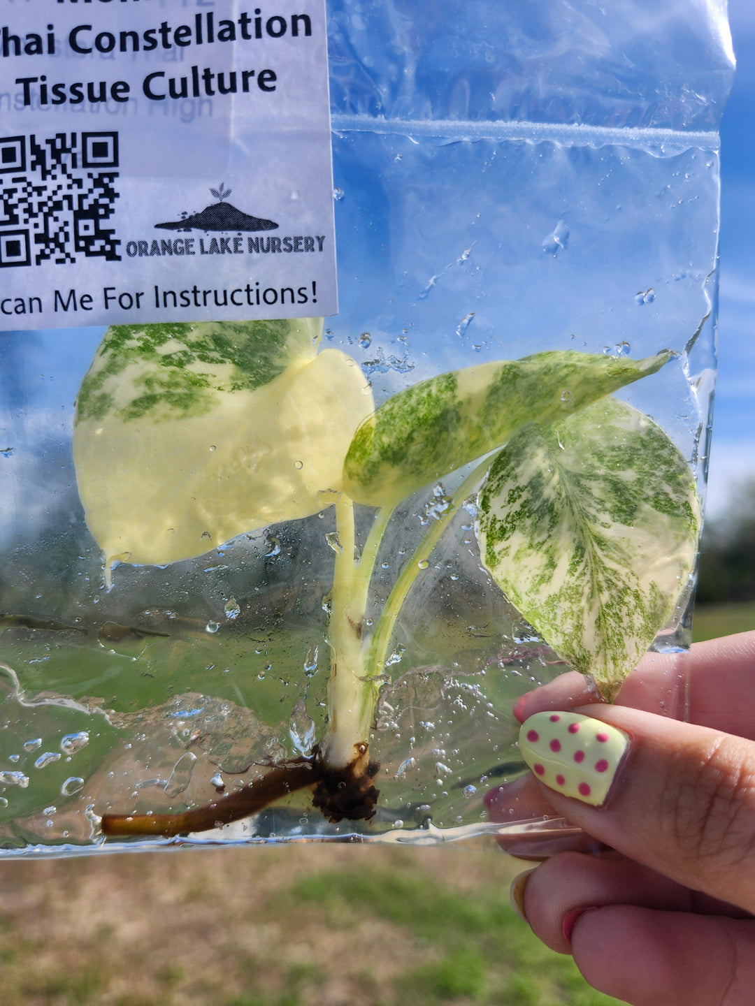 Monstera Thai Constellation Tissue Culture Single