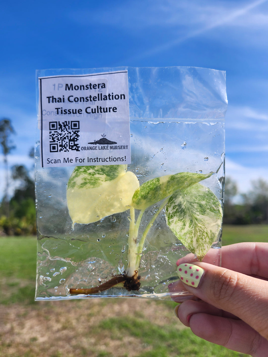 Monstera Thai Constellation Tissue Culture Single
