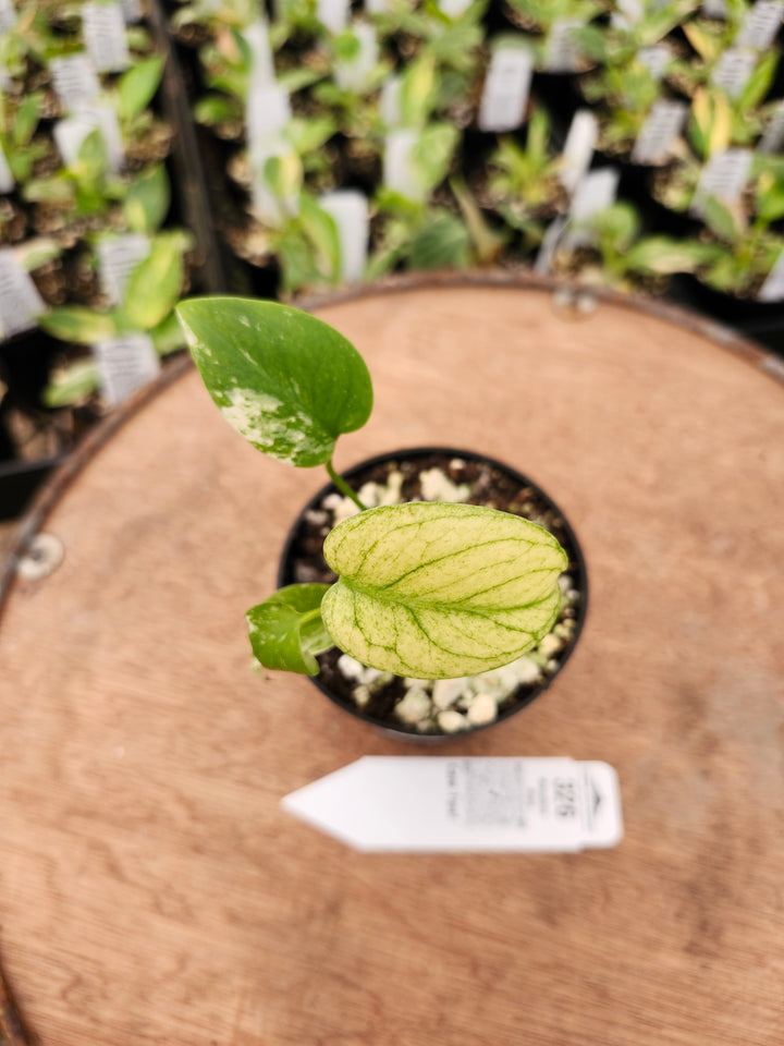 Monstera Deliciosa Mint (3in)-326