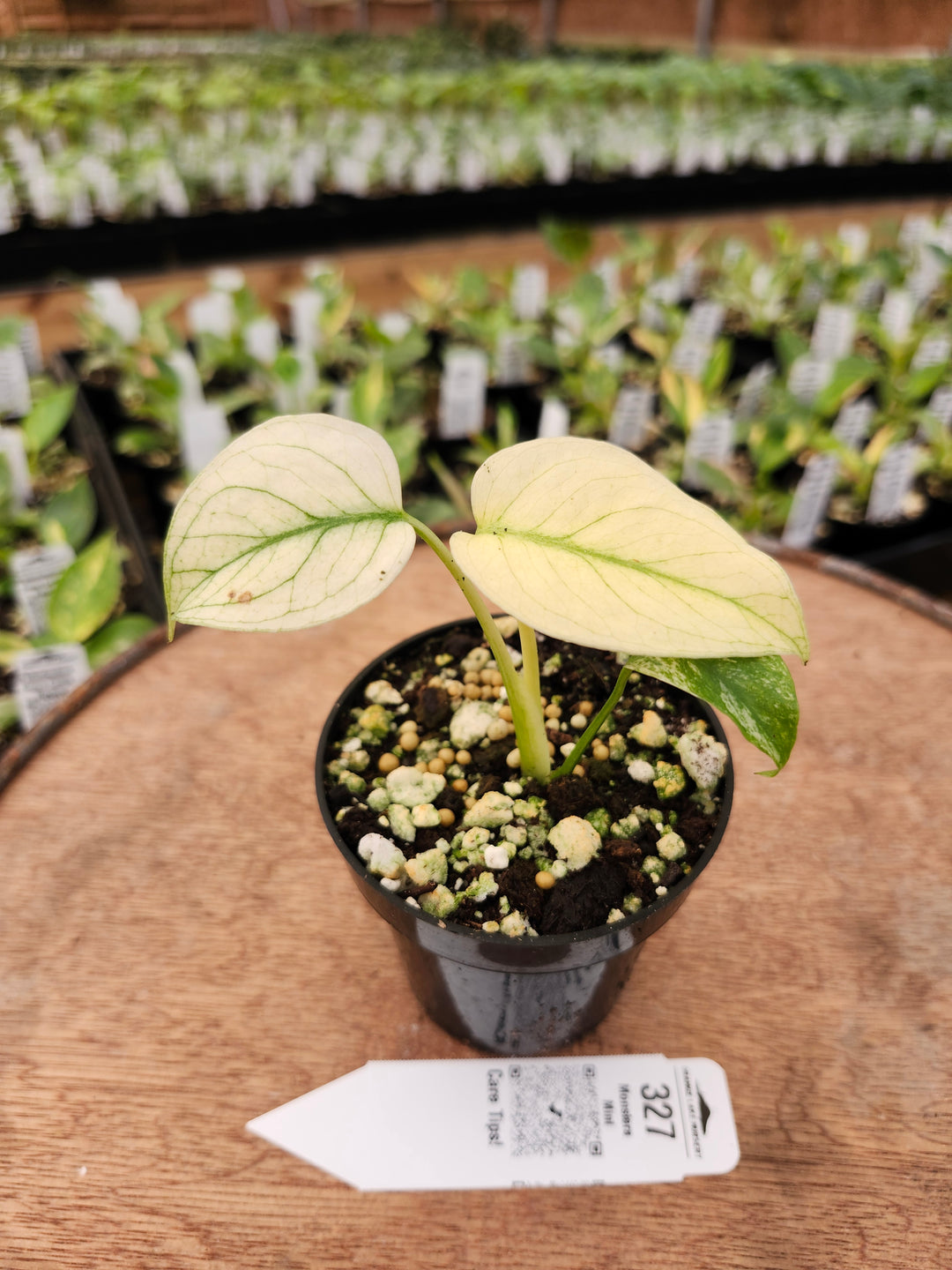 Monstera Deliciosa Mint (3in)-327