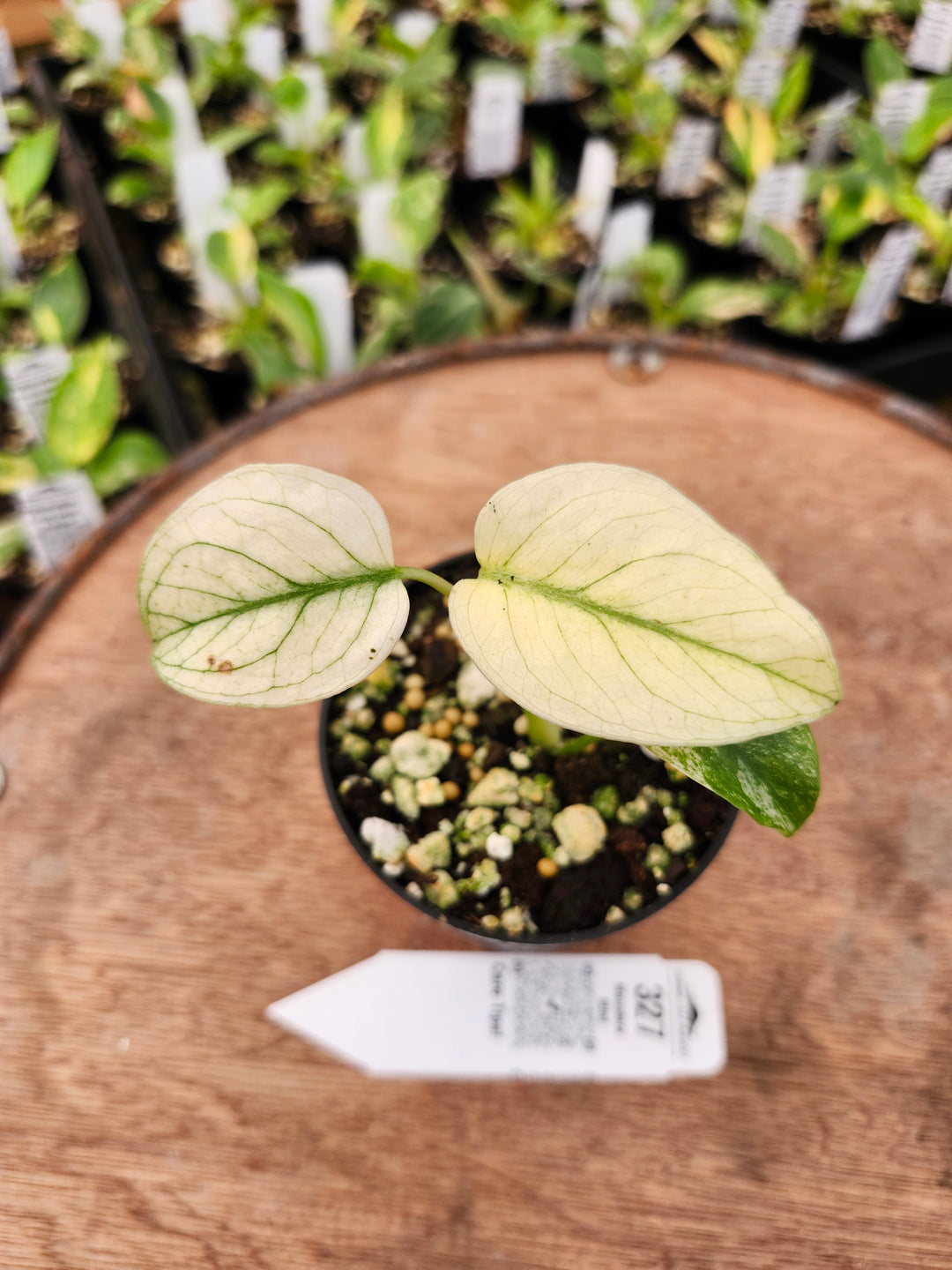 Monstera Deliciosa Mint (3in)-327