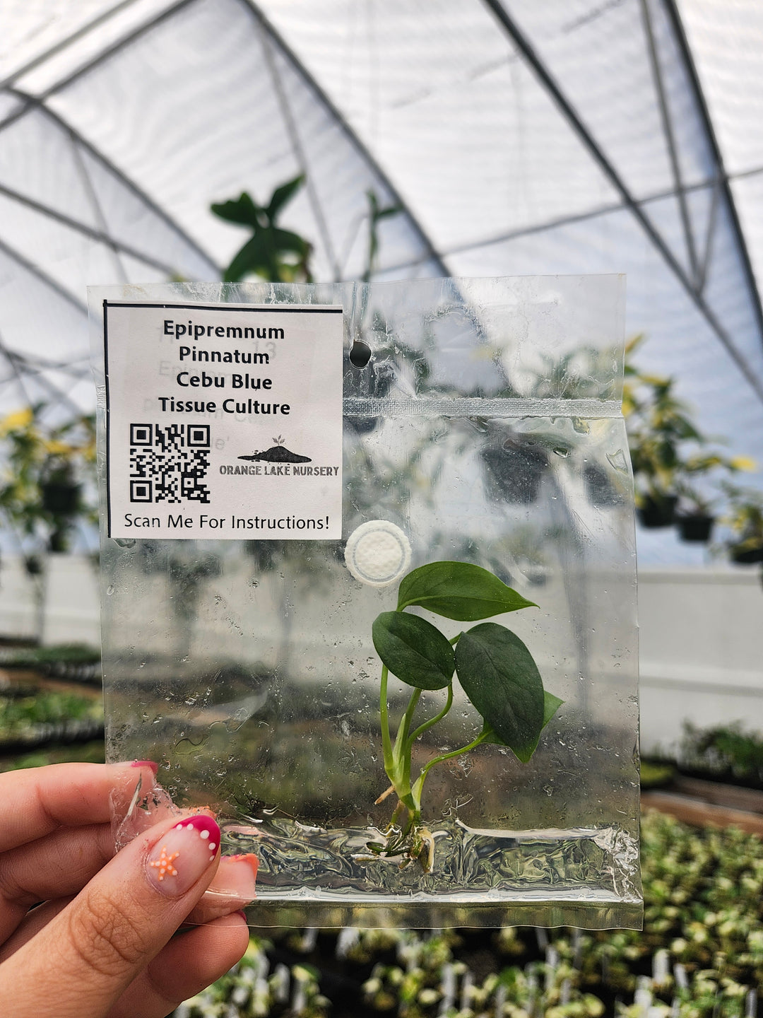 Epipremnum Pinnatum Cebu Blue Tissue Culture