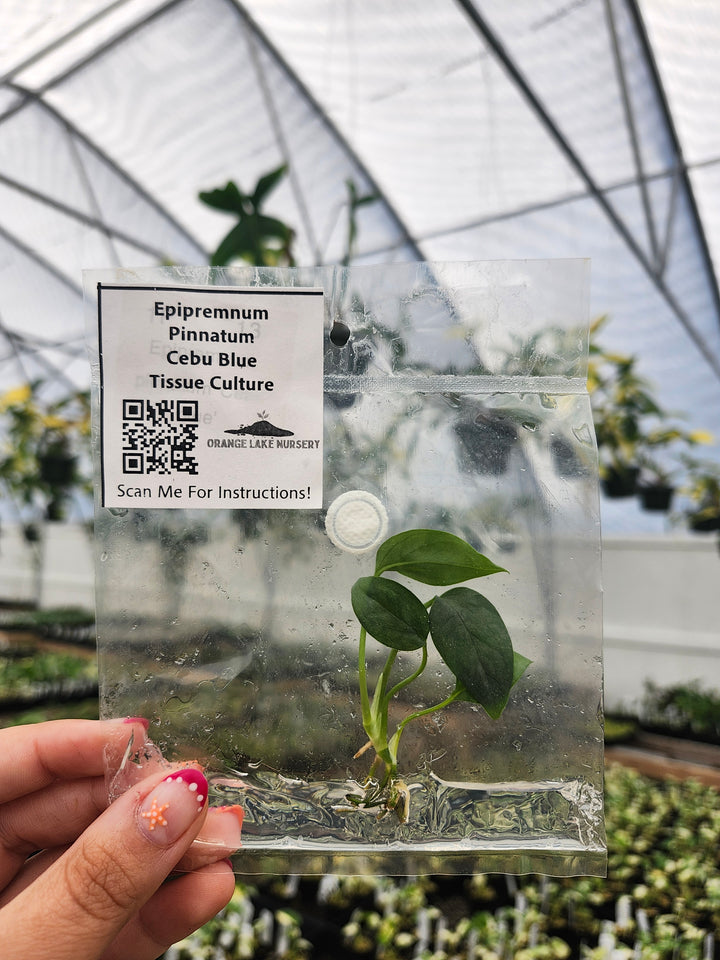 Epipremnum Pinnatum Cebu Blue Tissue Culture