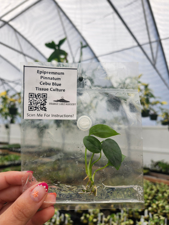 Epipremnum Pinnatum Cebu Blue Tissue Culture