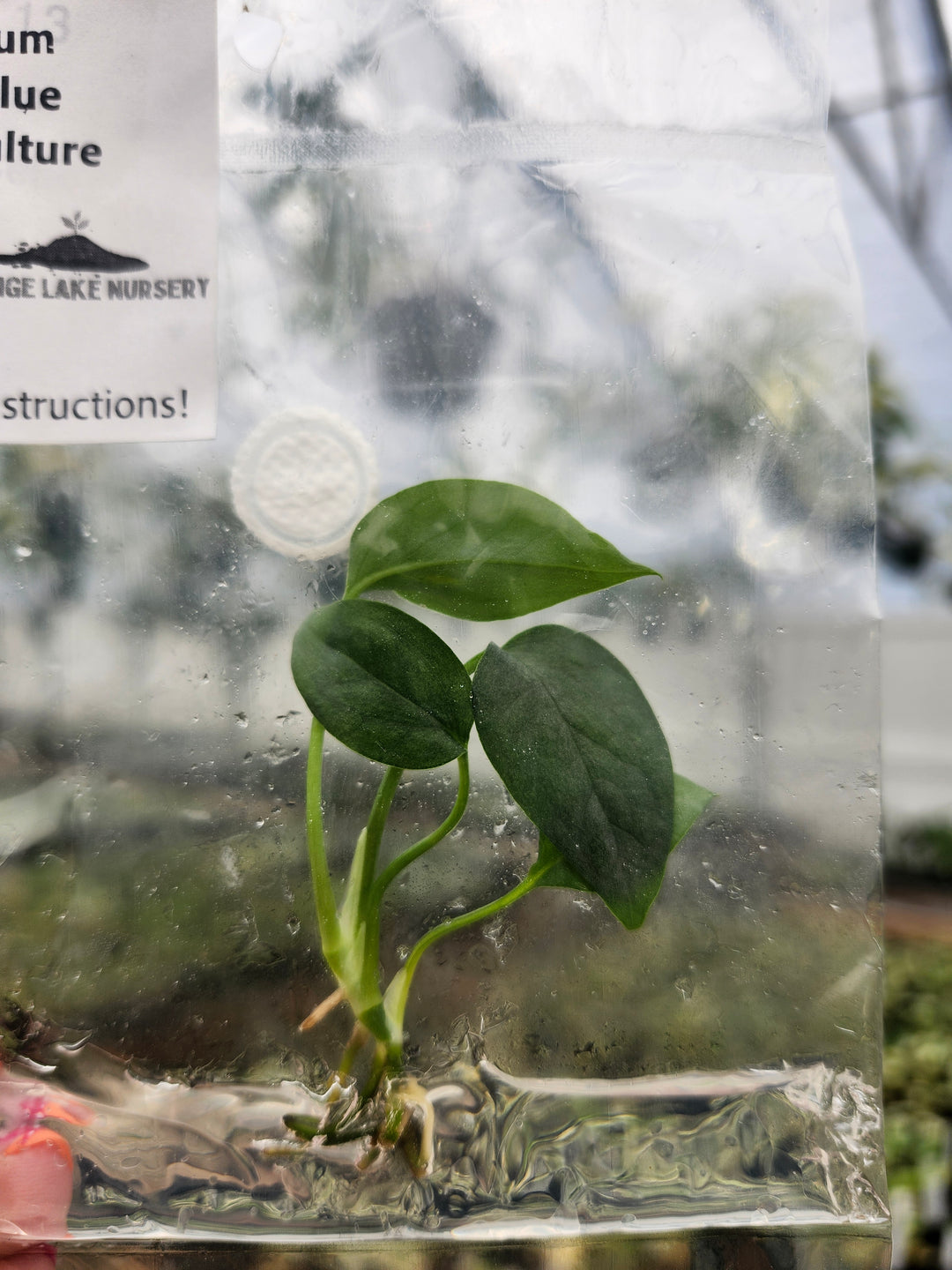 Epipremnum Pinnatum Cebu Blue Tissue Culture