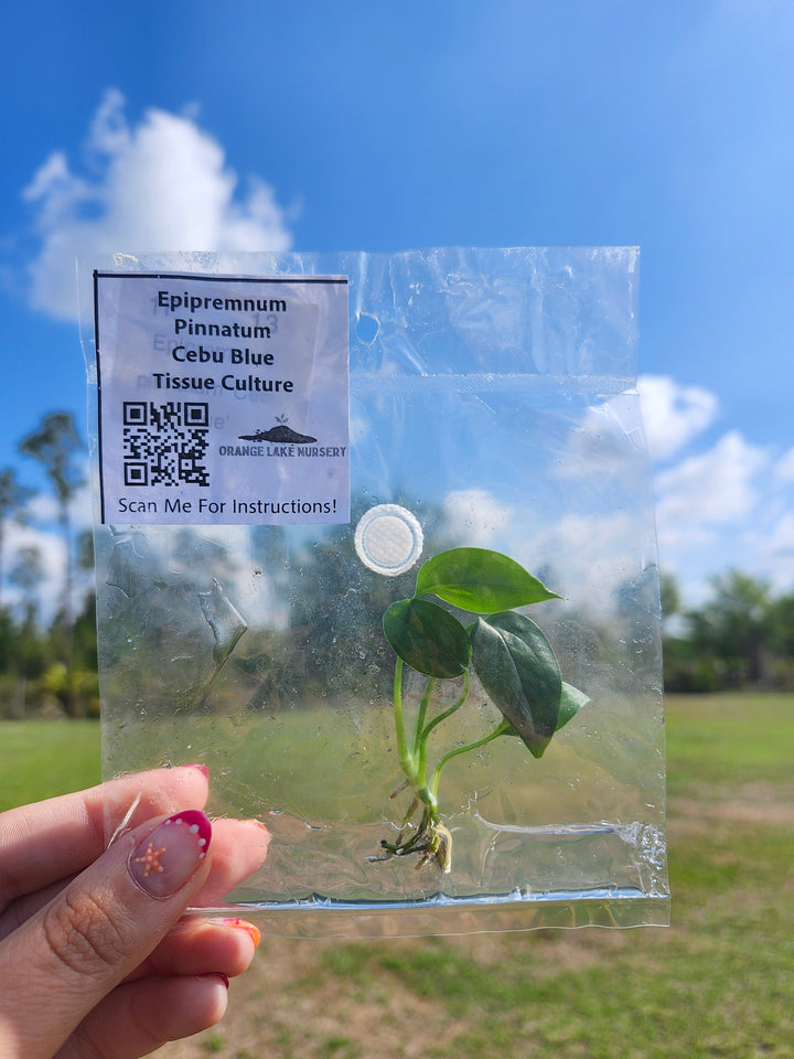 Epipremnum Pinnatum Cebu Blue Tissue Culture