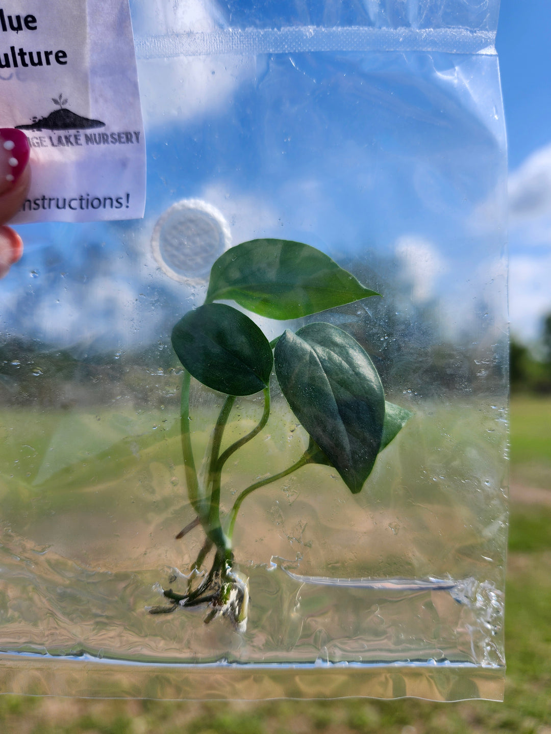 Epipremnum Pinnatum Cebu Blue Tissue Culture