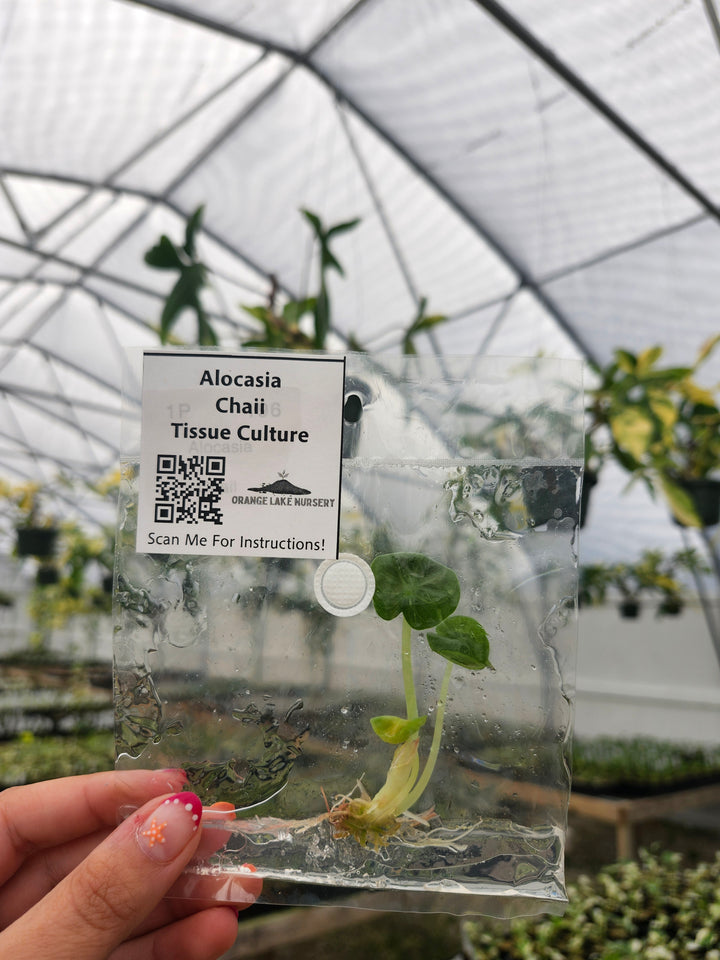 Alocasia Chaii Tissue Culture Single