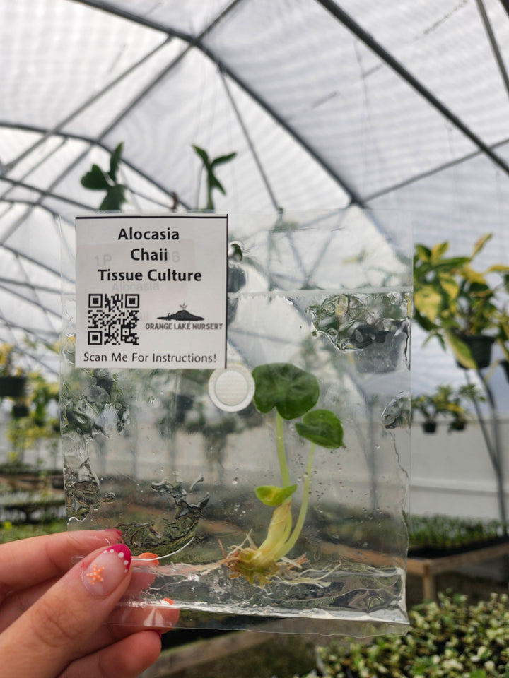 Alocasia Chaii Tissue Culture Single