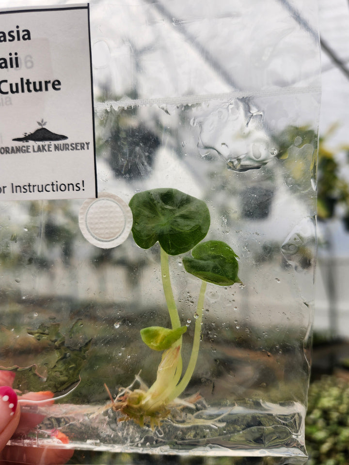 Alocasia Chaii Tissue Culture Single