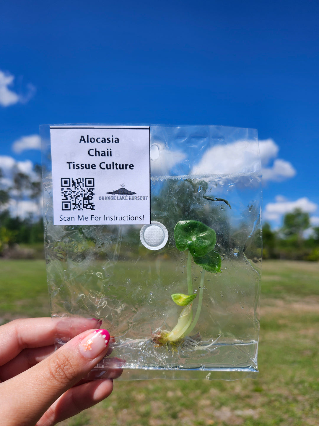 Alocasia Chaii Tissue Culture Single