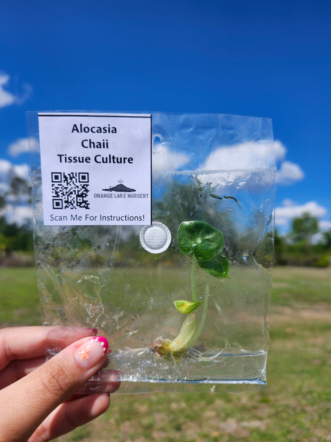 Alocasia Chaii Tissue Culture Single