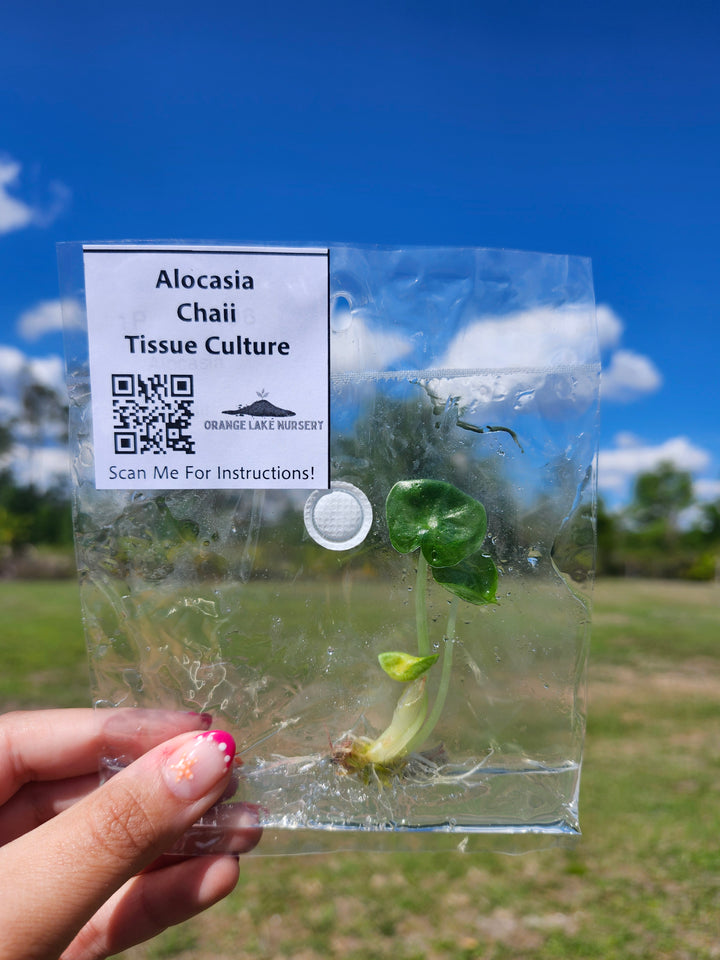 Alocasia Chaii Tissue Culture Single