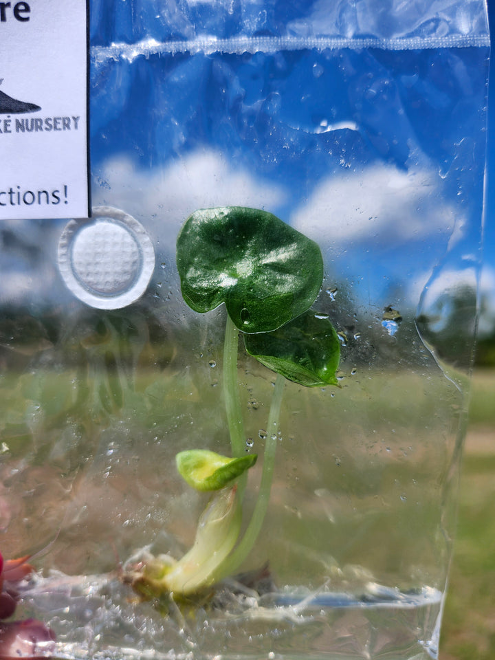 Alocasia Chaii Tissue Culture Single