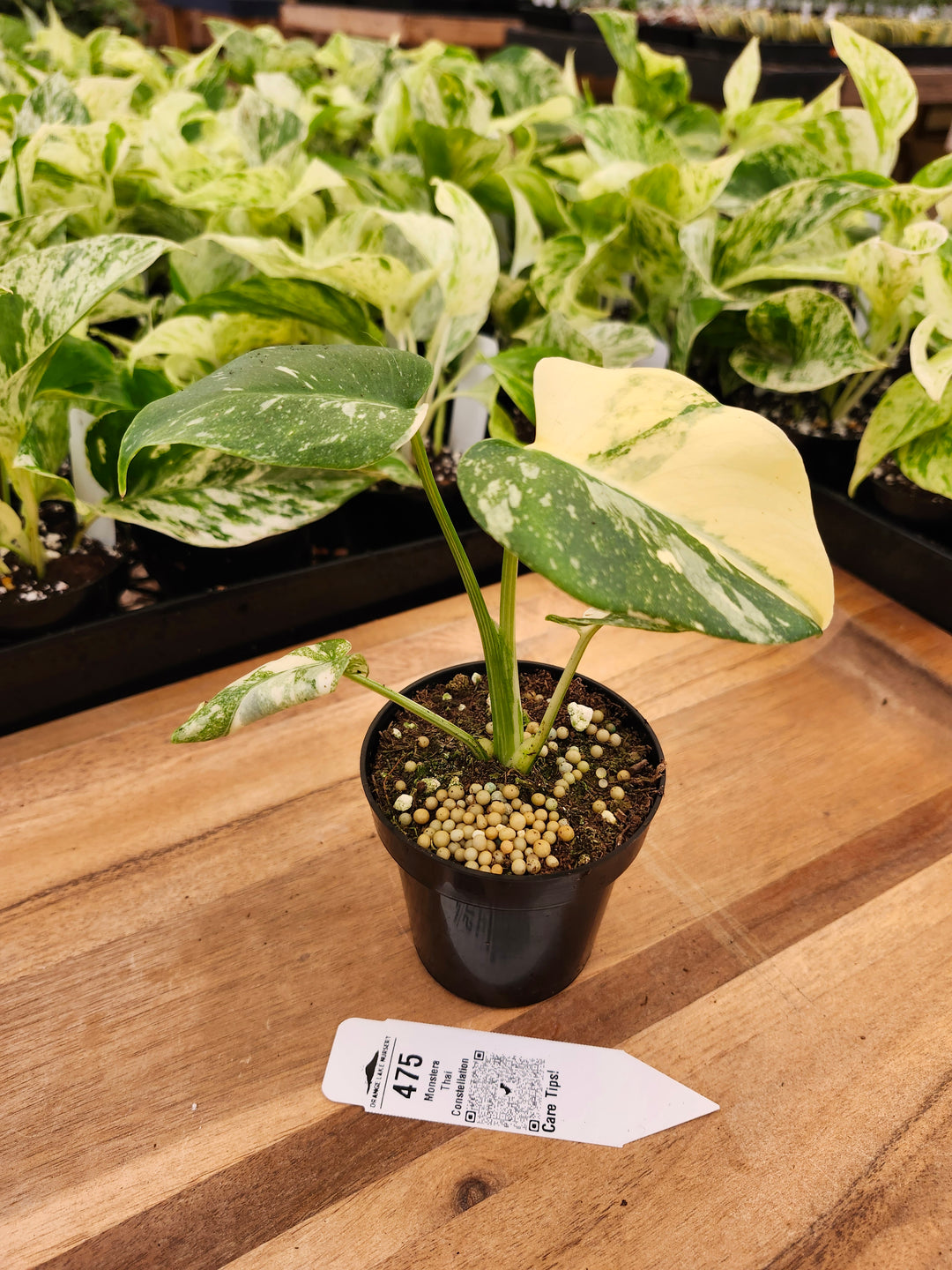 Monstera Thai Constellation (3in)-475