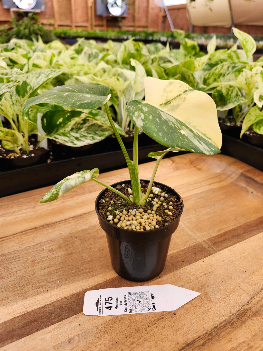 Monstera Thai Constellation (3in)-475