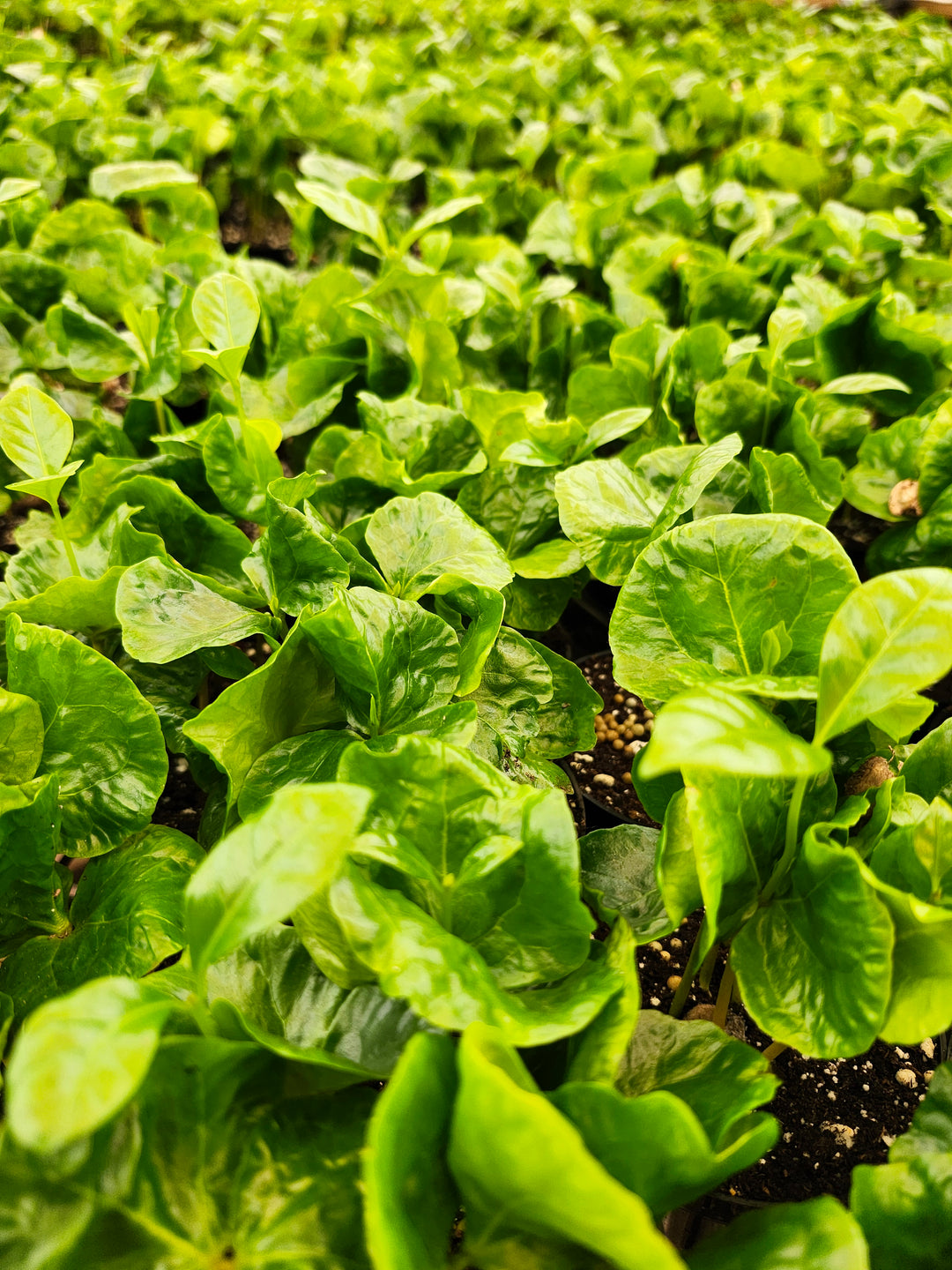 Coffea Arabica "Coffee Bean Plant"