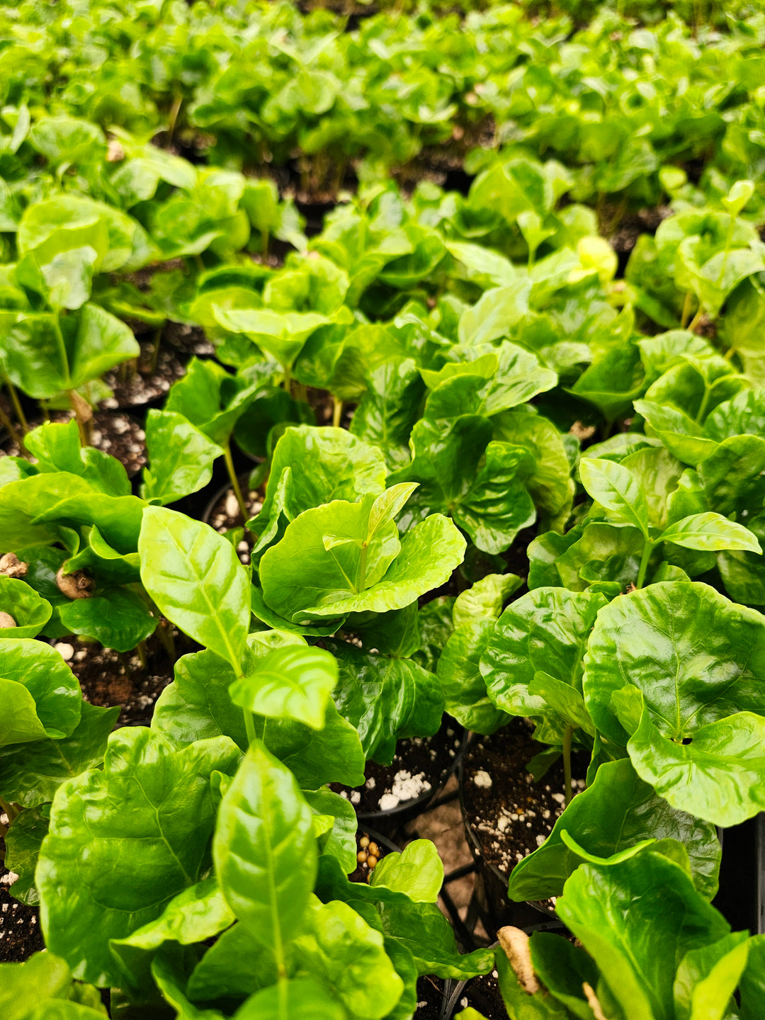 Coffea Arabica "Coffee Bean Plant"