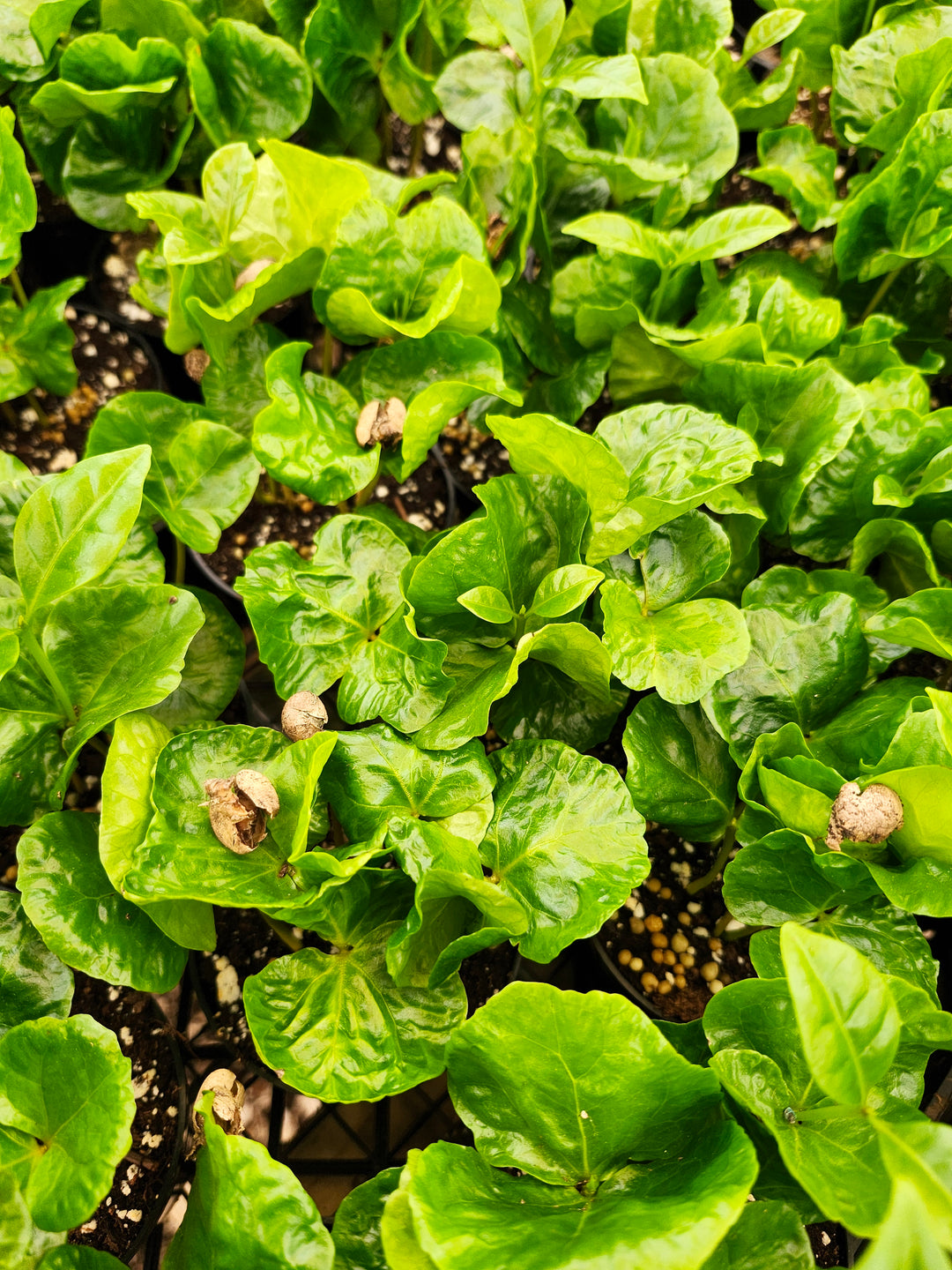 Coffea Arabica "Coffee Bean Plant"