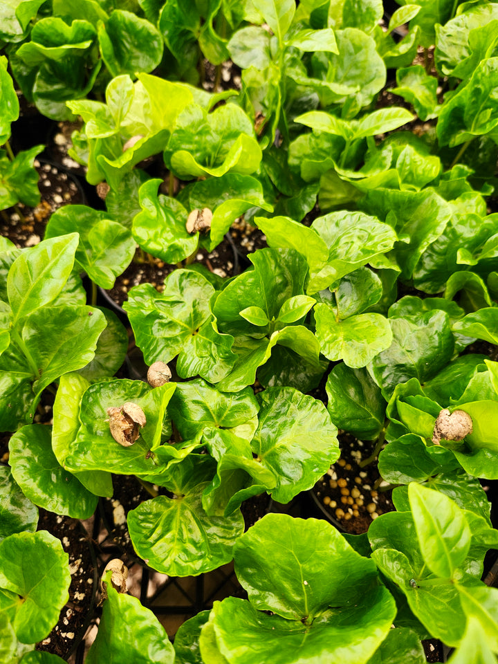 Coffea Arabica "Coffee Bean Plant"