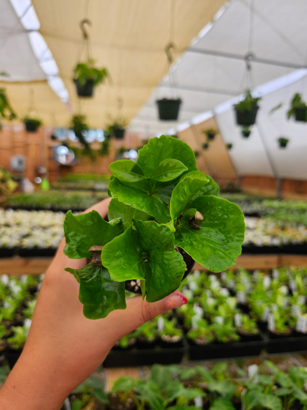 Coffea Arabica "Coffee Bean Plant"