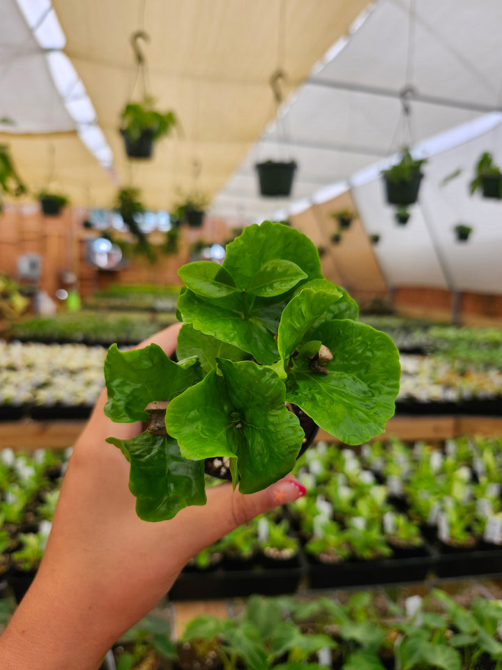 Coffea Arabica "Coffee Bean Plant"