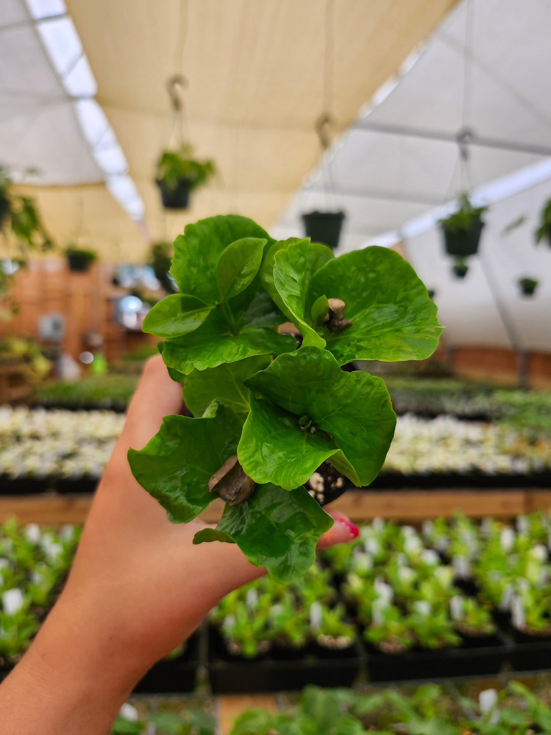 Coffea Arabica "Coffee Bean Plant"