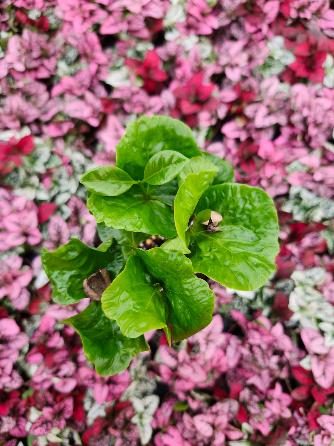 Coffea Arabica "Coffee Bean Plant"