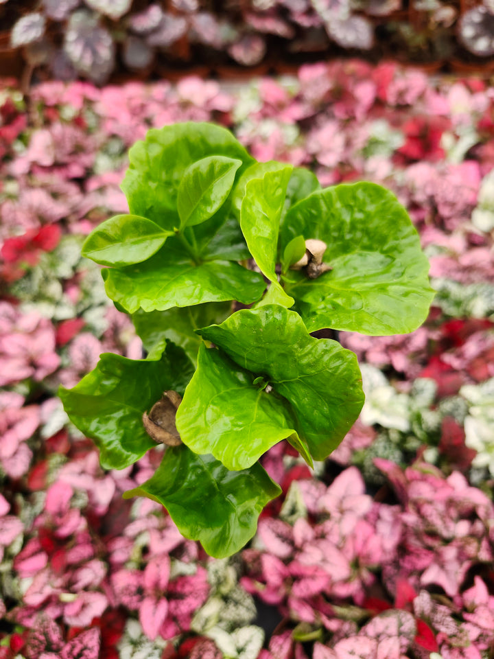 Coffea Arabica "Coffee Bean Plant"
