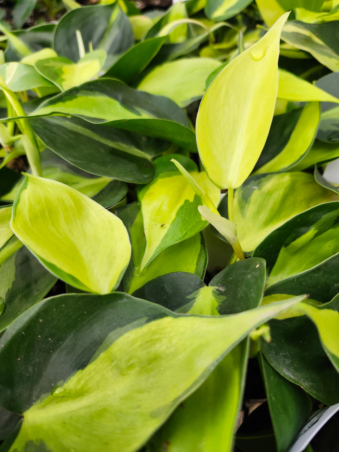 Philodendron Brasil