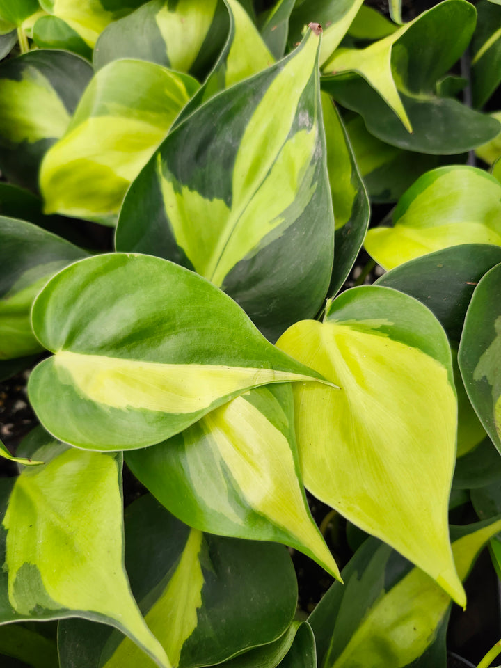 Philodendron Brasil