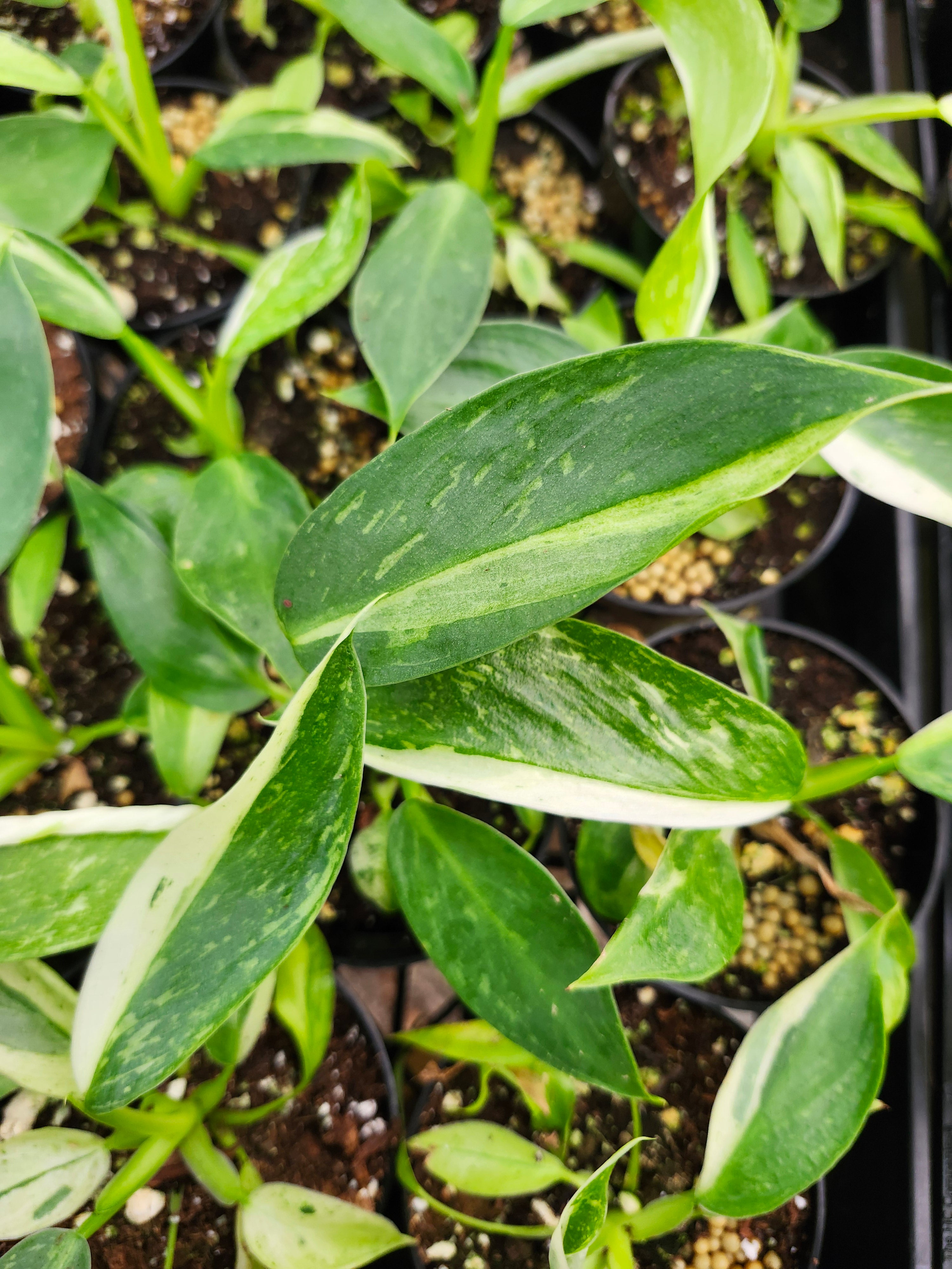Orange Lake Nursery Philodendron Florida Ghost - Thumbnail 3