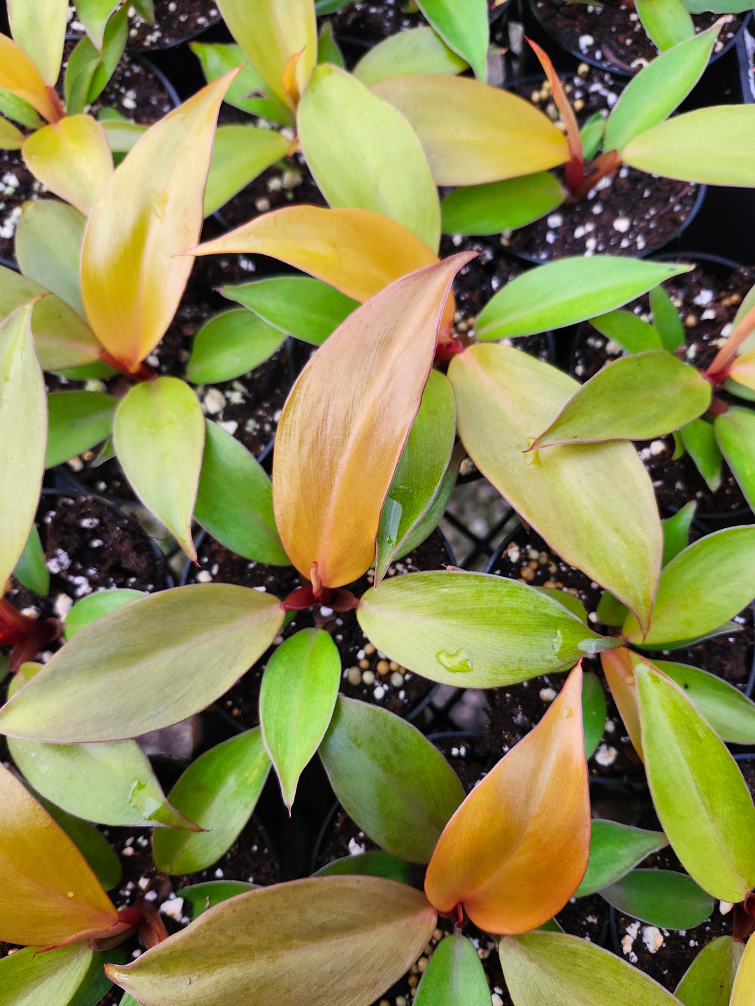 Philodendron McColley&