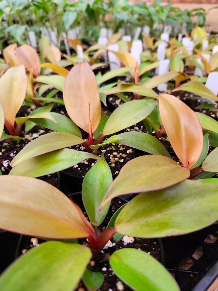 Philodendron McColley&