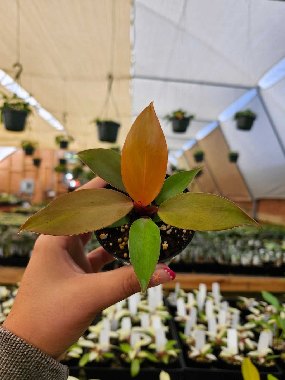 Philodendron McColley&