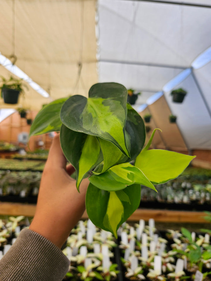 Philodendron Brasil