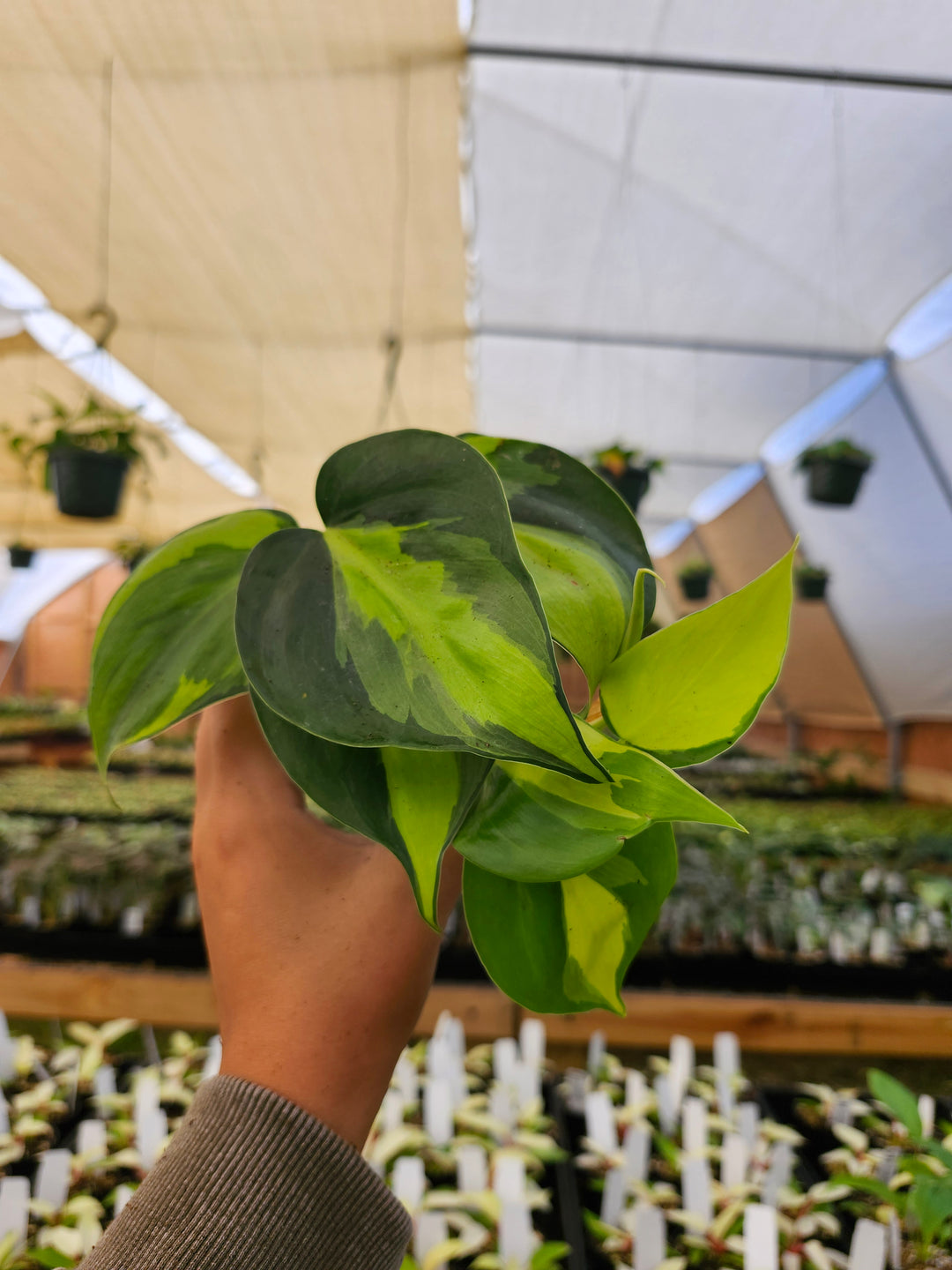 Philodendron Brasil