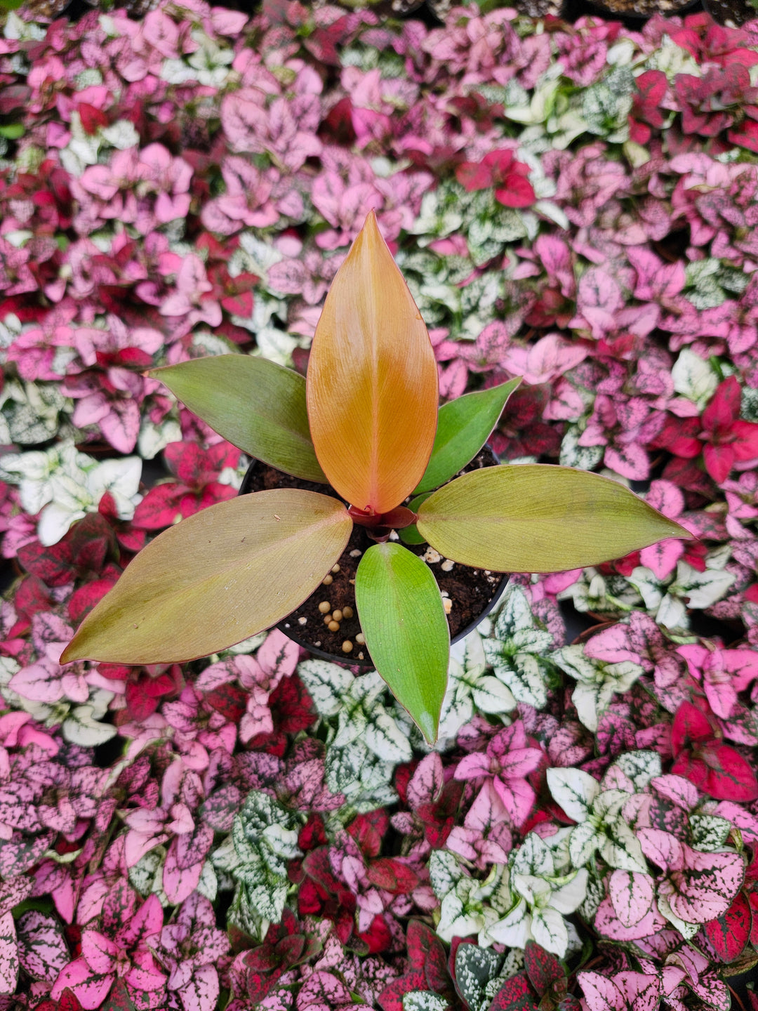 Philodendron McColley&