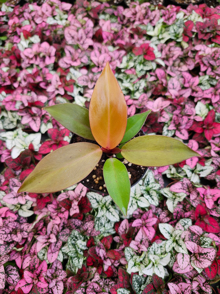 Philodendron McColley&