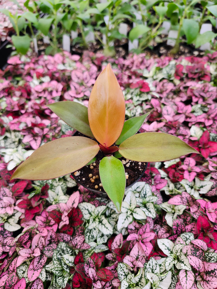 Philodendron McColley&