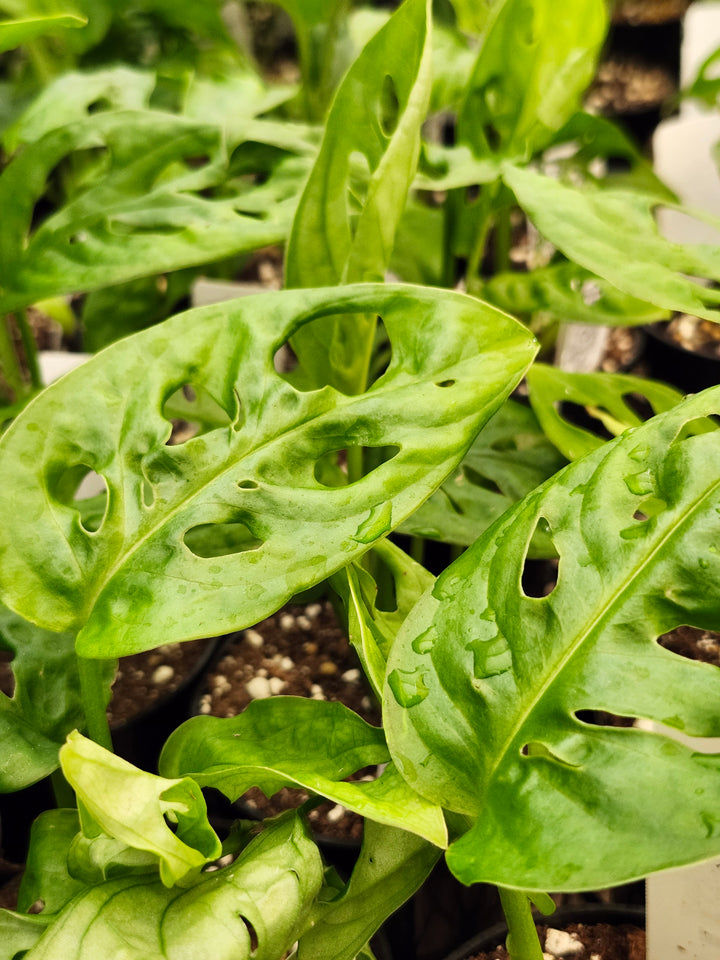 Swiss Cheese (Monstera Adansonii)