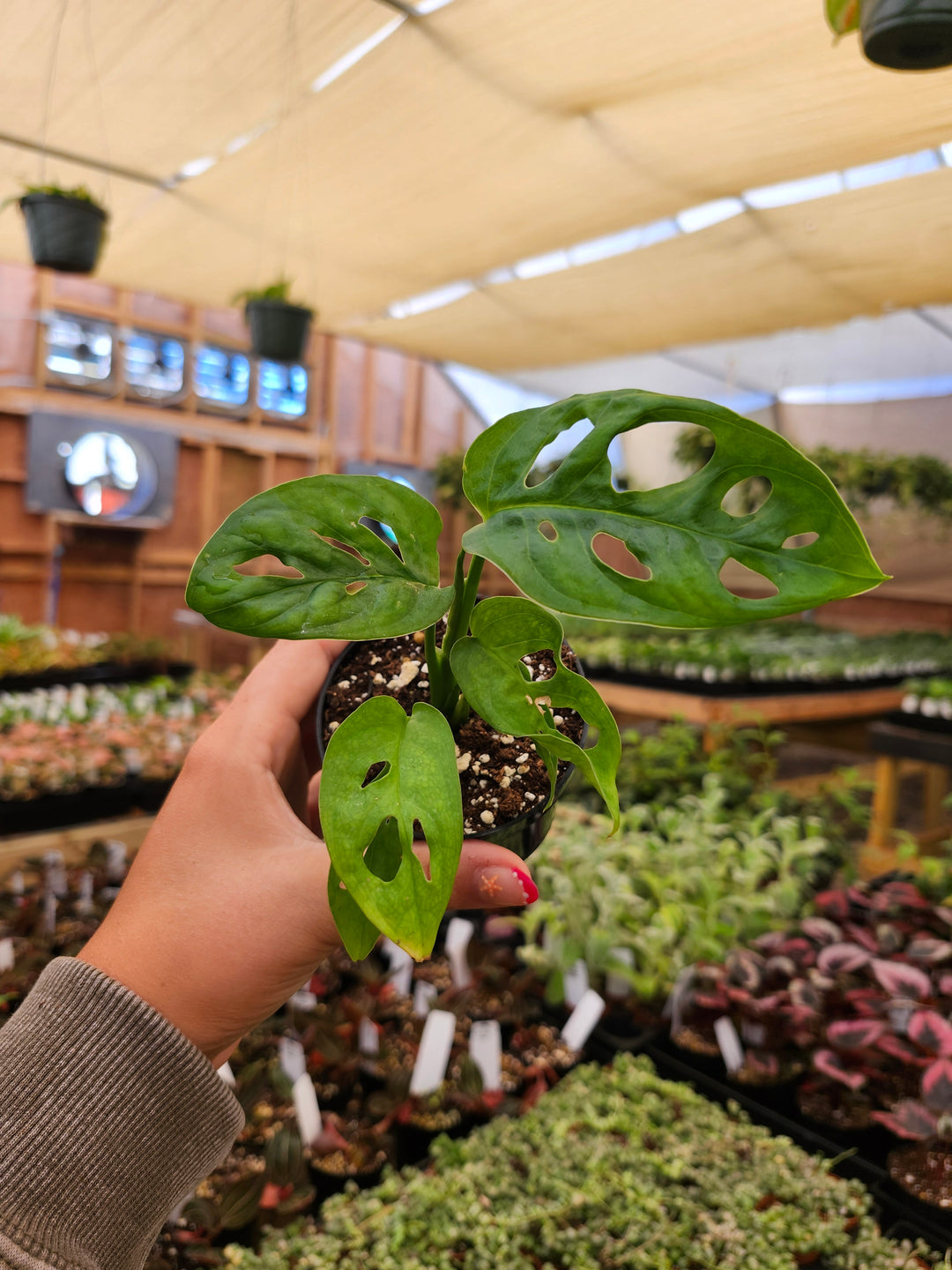 Swiss Cheese (Monstera Adansonii)