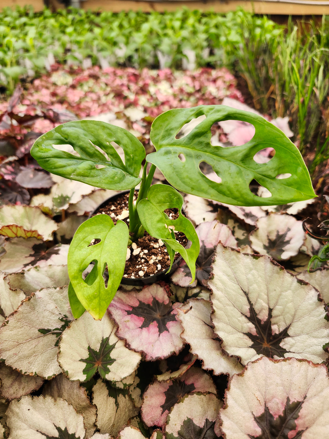 Swiss Cheese (Monstera Adansonii)