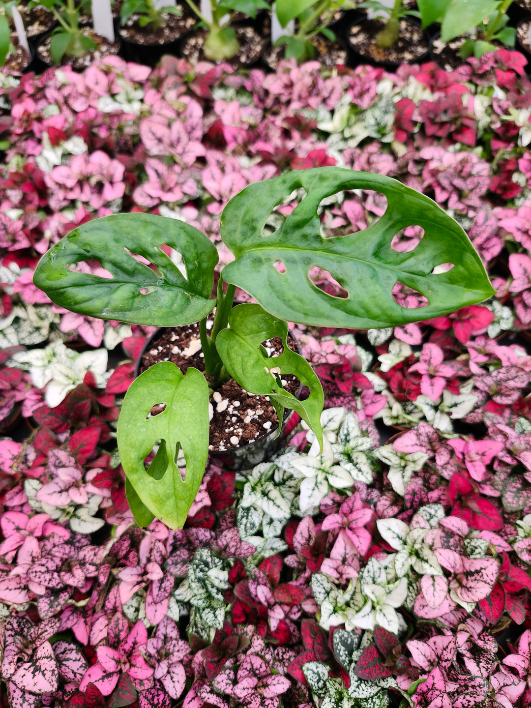 Swiss Cheese (Monstera Adansonii)