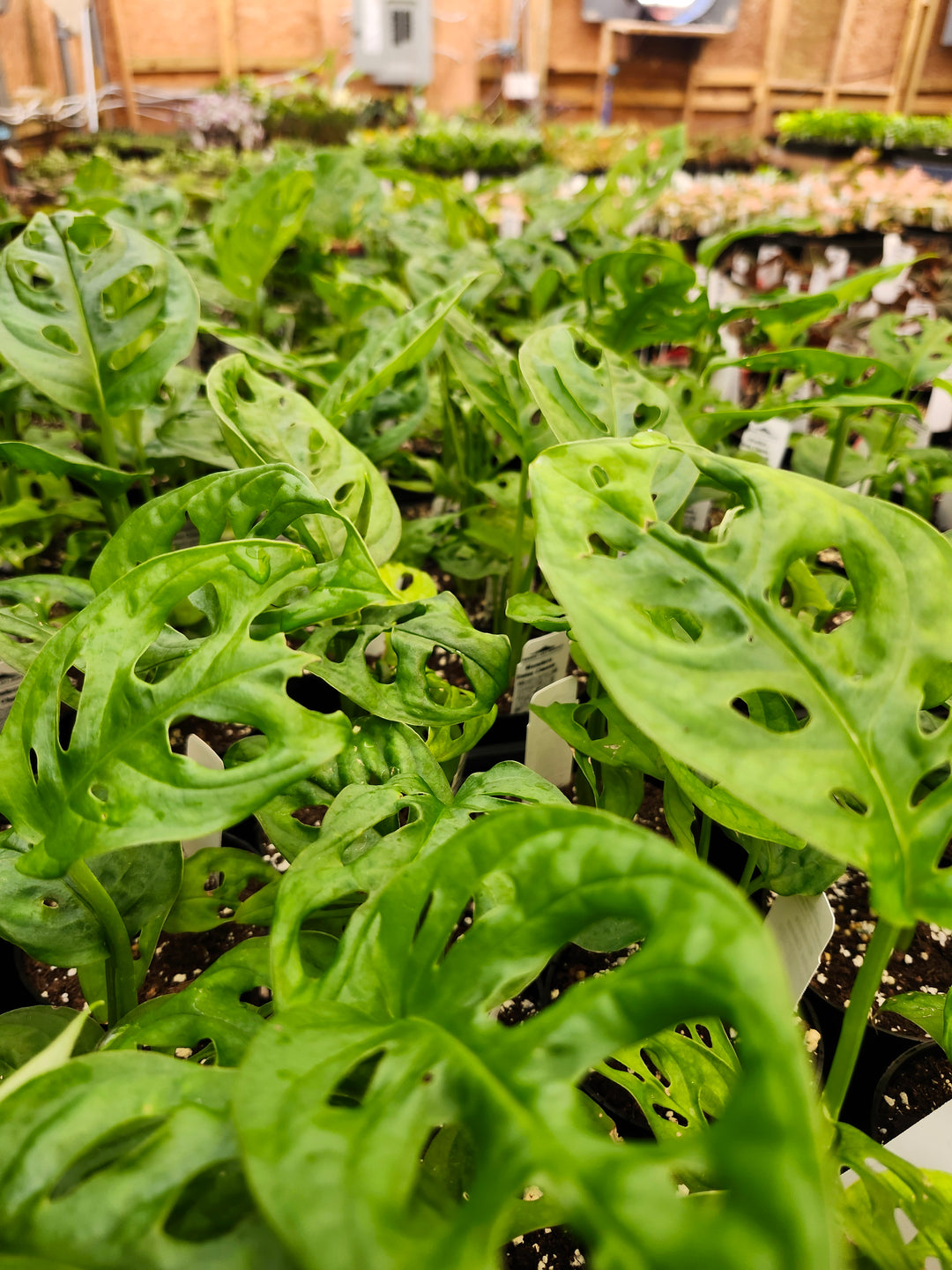 Swiss Cheese (Monstera Adansonii)