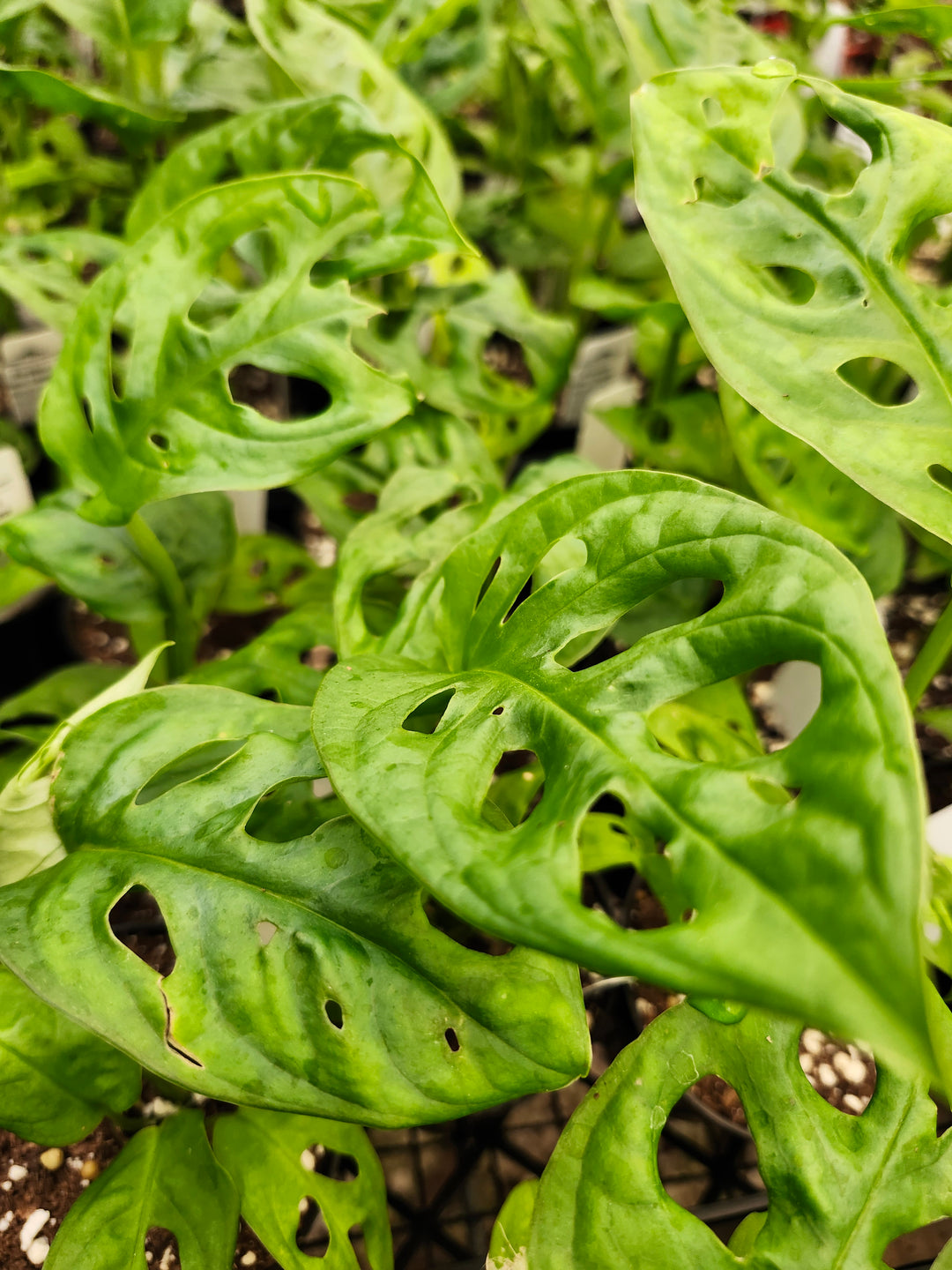 Swiss Cheese (Monstera Adansonii)